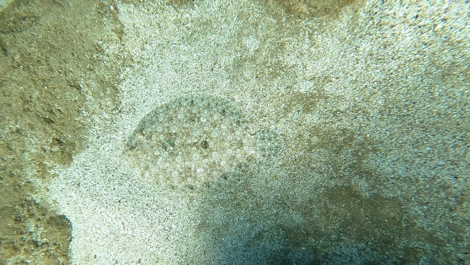 A close-up underwater photograph showing a small, round sea creature resembling a sea urchin or sand dollar with a pattern of tiny white dots on its shell, partially embedded in sandy ocean floor surr