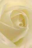 Immerse yourself in the close-up depths of this stunning cream-white rose-its spiraled heart unfurling petal by petal in a display of pure, understated emotion. The petals are so delicately layered, they appear almost weightless; a whisper of light glides across their matte surfaces, forming gentle shadows that deepen toward the bloom's core. There's an enchanting softness in the overall mood, reminiscent of peaceful mornings in Bellingham or a reflective walk through local gardens near Catford Bridge. Within this tender composition, you sense both artistry and intention-the effortless beauty reflecting the meticulous work of a Bellingham florist devoted to honouring every meaningful moment. The scent, though faint, brings a breath of quiet comfort, perfectly matched to the rose's elegant form. It's an image infused with calm and reverence; ideal for marking new beginnings, expressing sympathy, or sending gentle admiration to someone nearby. This rose's perfectly arranged petals-fragile yet strong-capture not just natural beauty but the heartfelt spirit of your community florist, delivering tokens of care and solace throughout Bellingham and its neighbourhoods.